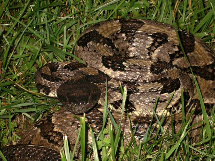Crotalus_horr_6-303_3338