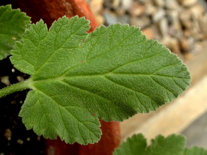 Ero_malacoides_6-03_3302
